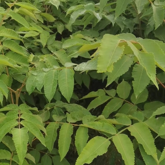 茶陵县栾树苗，栾树小苗，裸根苗