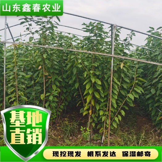 泰安吉塞拉矮化樱桃苗齐早瑞德黄蜜南北方种植车厘子新品种大樱桃树苗