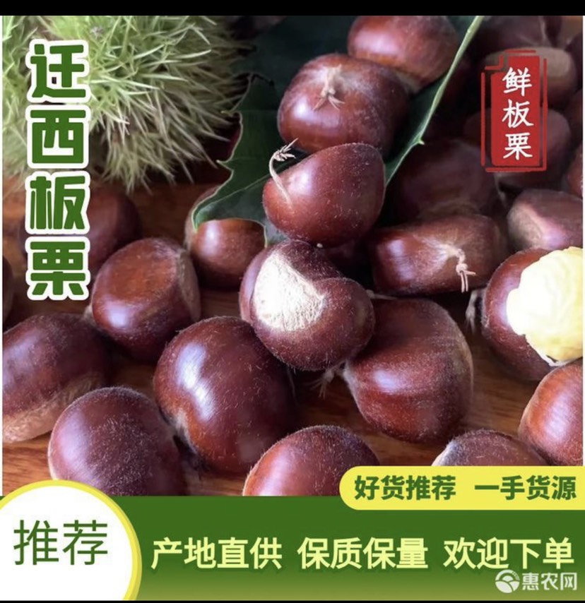 遵化市包邮 产地直发 迁西老树大标 中标老树板栗 二次挑选