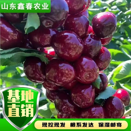 泰安3公分矮化樱桃树苗美早布鲁克斯萨米脱拉宾斯齐早大果车厘子