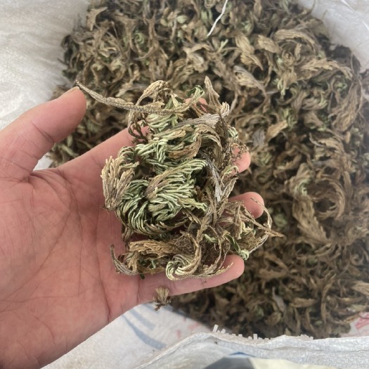 石棉县卷柏。还魂草，去根统货，