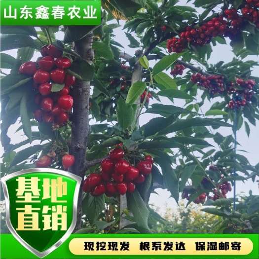 泰安山东鑫春农业齐早樱桃苗俄罗斯八号矮化抗倒春寒樱桃树苗