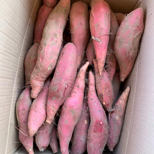 雄县烟薯