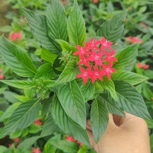 中山市广东中山 五星花 繁星花 批发优惠多多