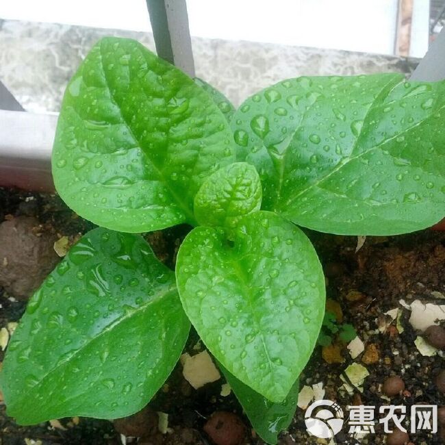 大叶木耳菜种子大叶豆腐菜耐热抗病春夏秋庭院盆栽种植蔬菜种子