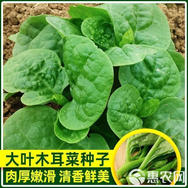 大叶木耳菜种子大叶豆腐菜耐热抗病春夏秋庭院盆栽种植蔬菜种子