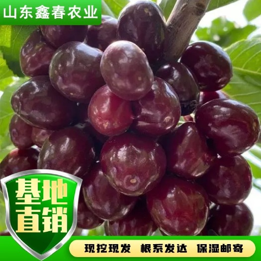 泰安5公分美早大樱桃树苗吉塞拉6号砧木嫁接大果车厘子新品种