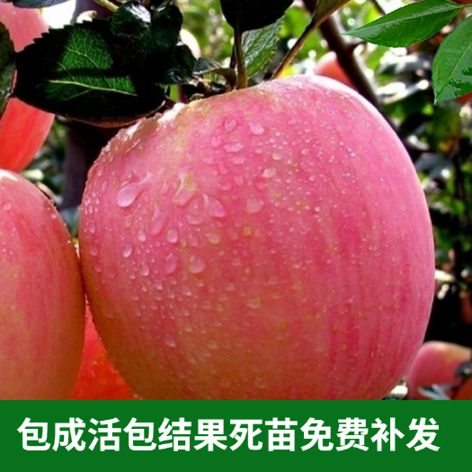 平邑县水晶富士苗 苹果嫁接树苗水晶红富士苹果苗南北方庭院盆栽