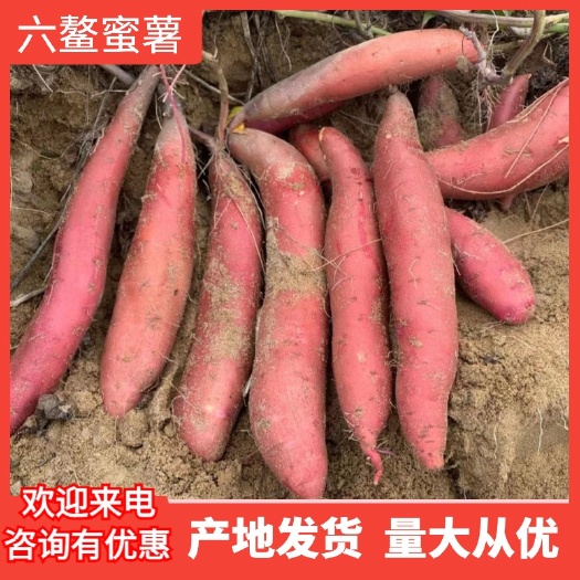 漳浦县六鳌蜜薯