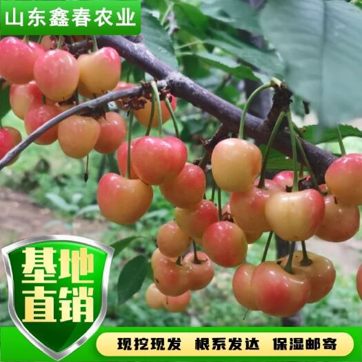 泰安盆栽樱桃苗适合温室栽培红黄黑果品种齐全塔玛拉科迪亚雷吉娜