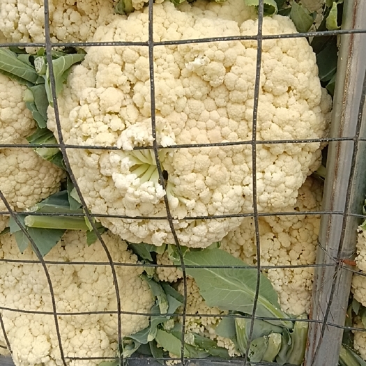 新野县白花菜花  良田基地量大质优，色白价优，欢迎新老客户前