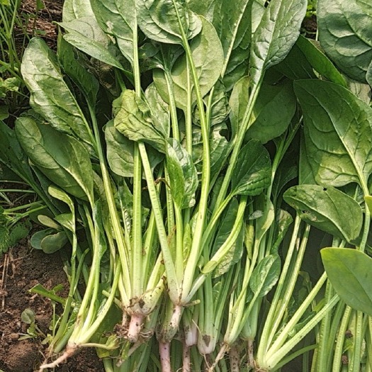 漯河菠菜