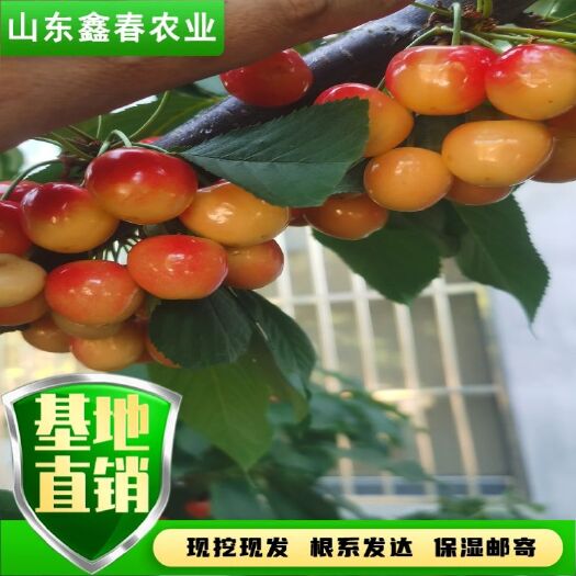 泰安鲁樱五号辉煌1-5黄果车厘子大樱桃新品种基地直发现挖现卖
