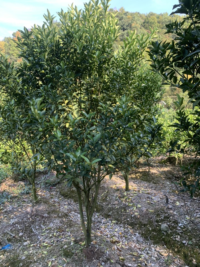 8-9年脆皮金桔树 小巧玲珑 色泽金黄 皮薄如纸