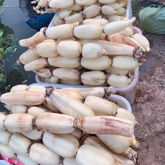 莲藕批发