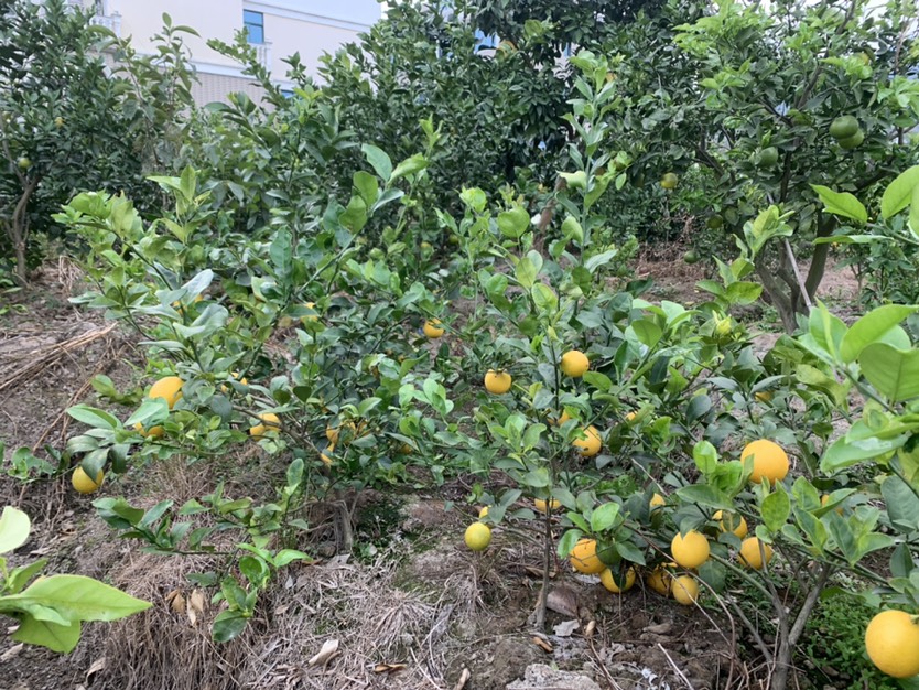 挂果香水柠檬树 果肉饱满多汁，酸度适中，口感清新爽口