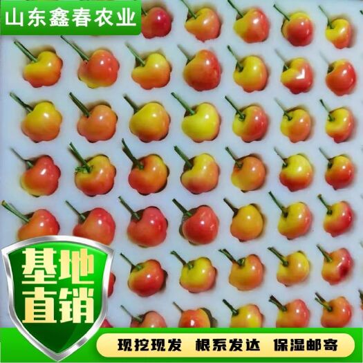 2年生3公分布鲁克斯美早萨米脱拉宾斯沙王吉塞拉矮化樱桃树苗