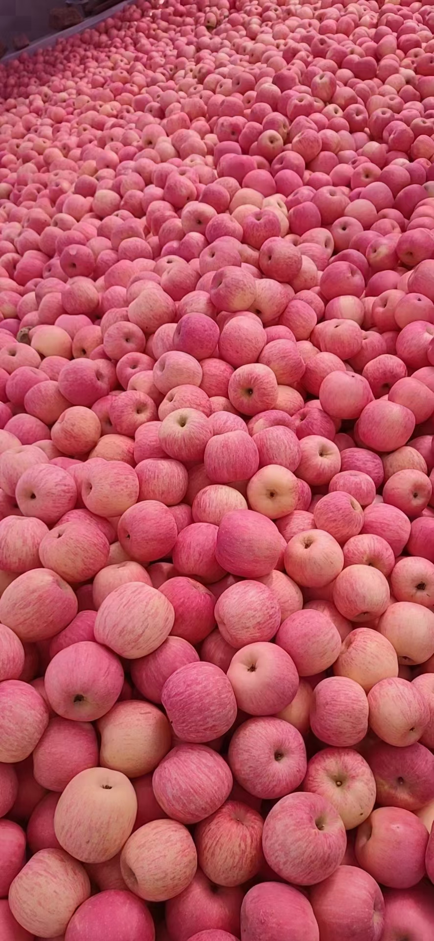 红富士苹果 山东省纸袋 片红 75以上普通货