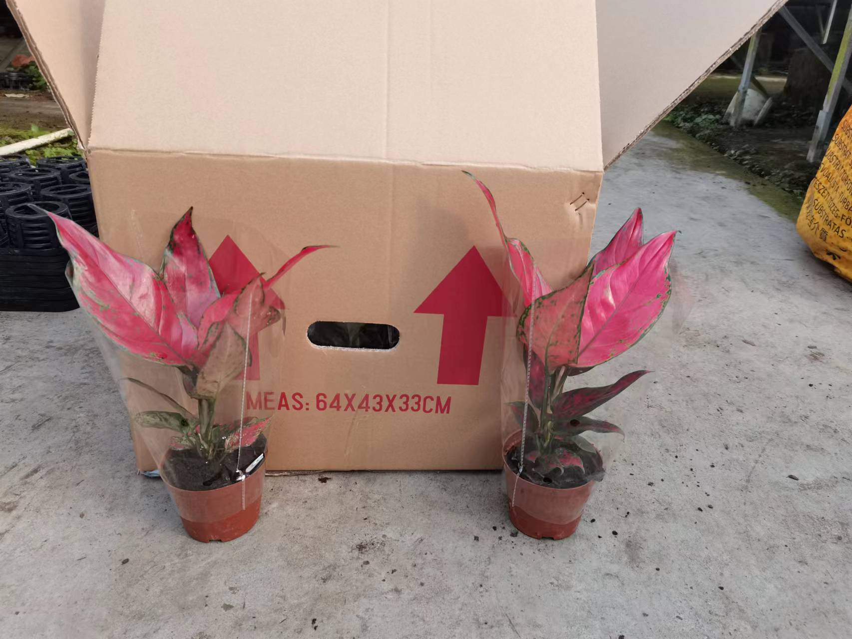 红如意如意吉利红基地直销红如意盆栽产品好全国一件代发物美价廉