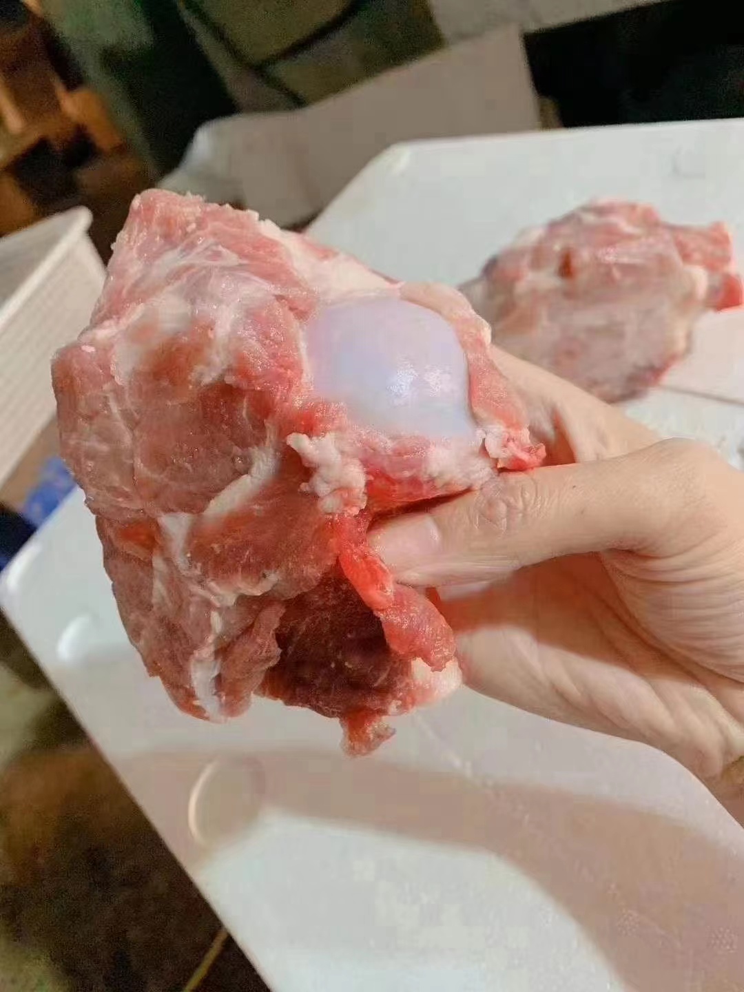 126多肉前筒骨