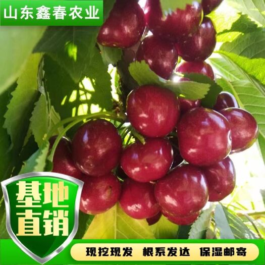 泰安蜜露鲁樱三号齐早瑞德塔玛拉科迪亚雷杰娜辉煌美早布鲁克斯樱桃苗
