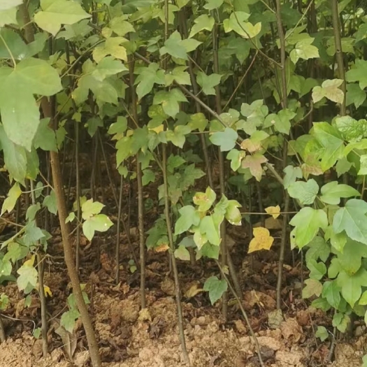 茶陵县枫香，枫香容器苗，枫香大苗，土球苗，带土球