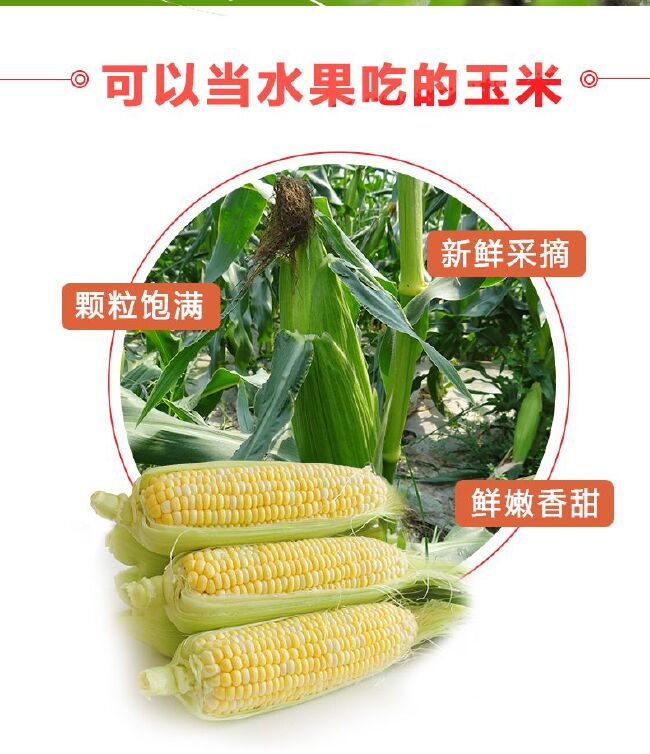 云南新鲜现摘水果玉米 甜玉米生吃爆浆包邮