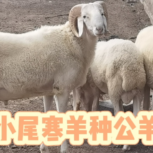 梁山县小尾寒羊种公羊