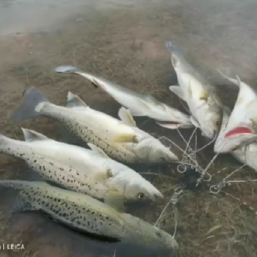 上饶淡水海鲈  饮用水水源   四斤多了