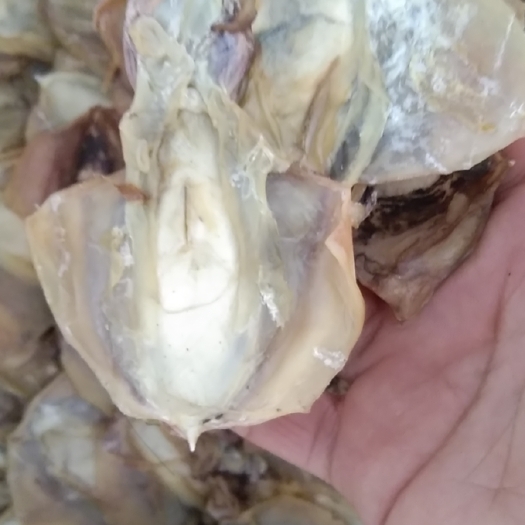 日照墨鱼干！40头左右盐干墨鱼！电商团购！赶集食堂款！