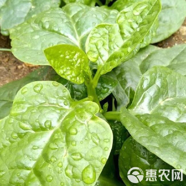 大叶木耳菜种子大叶豆腐菜耐热抗病春夏秋庭院盆栽种植蔬菜种子