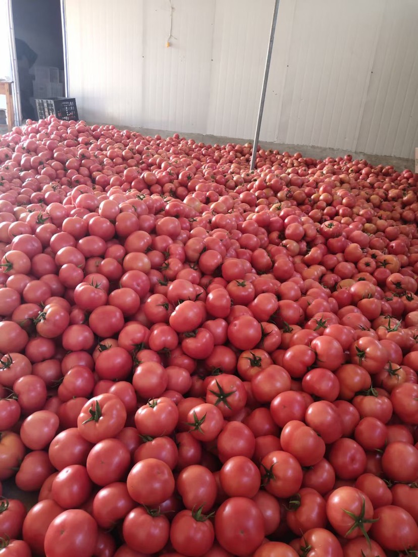 费县硬粉西红柿 番茄大量上市质优 精品西红柿 市场货通货产地直销