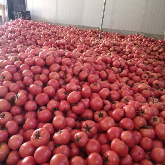 费县硬粉西红柿 番茄大量上市质优 基地西红柿 市场货通货产地直销
