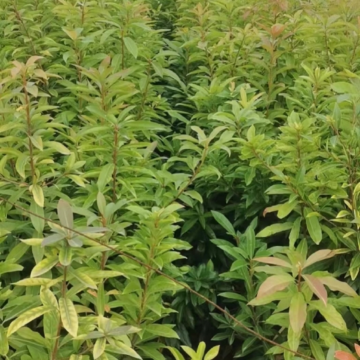 茶陵县木荷容器苗，荷树苗，木荷，木荷无纺布容器苗