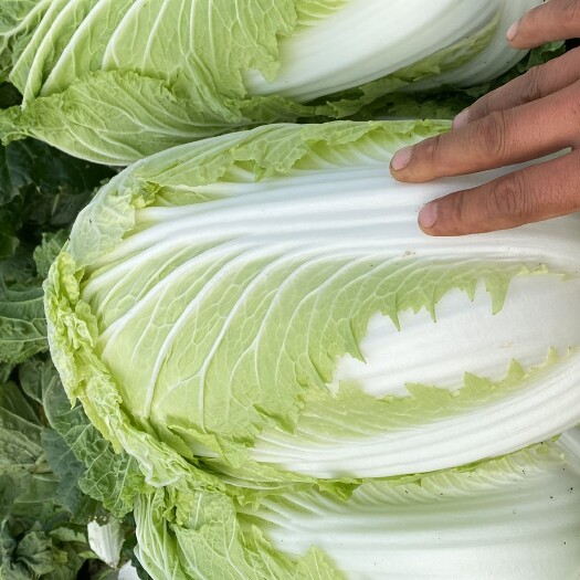 义和小秋白菜大量上市0.2元斤，散装袋装均可。