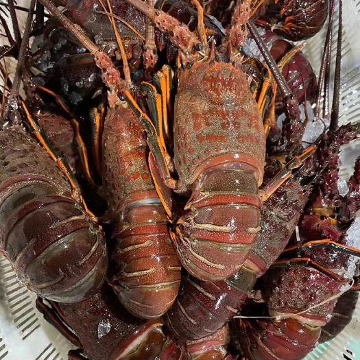 上海鲜冻龙虾