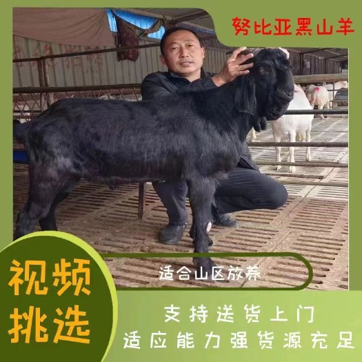 蓬溪县黑山羊头胎怀孕母羊种公羊出售包技术包回收免费送货