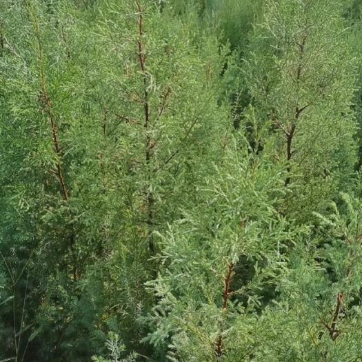 茶陵县柏木容器苗，柏木，柏木土球苗，柏木大苗