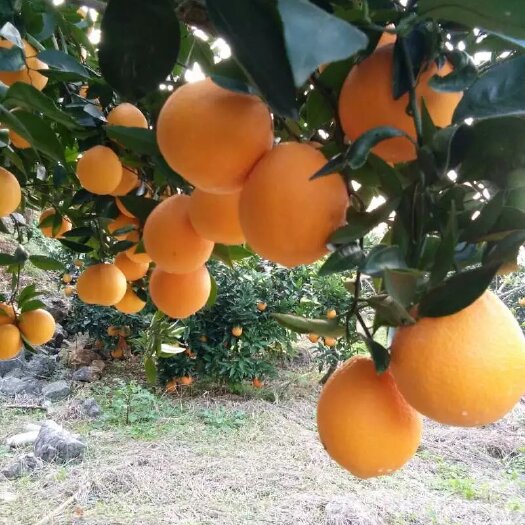 奉节奉节脐橙