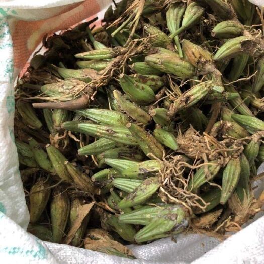 紫云县石仙桃中药材贵州石仙桃石三棱石橄榄石仙桃