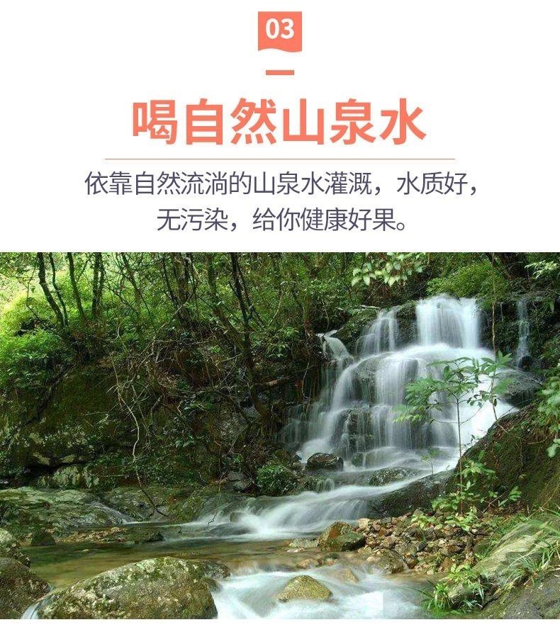 【一件代发】年货节广东梅州沙田柚纯甜新鲜水果现摘现发整箱包邮