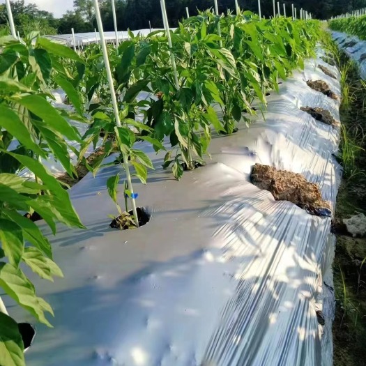 东莞市育苗支撑杆花卉植物蔬菜爬藤杆