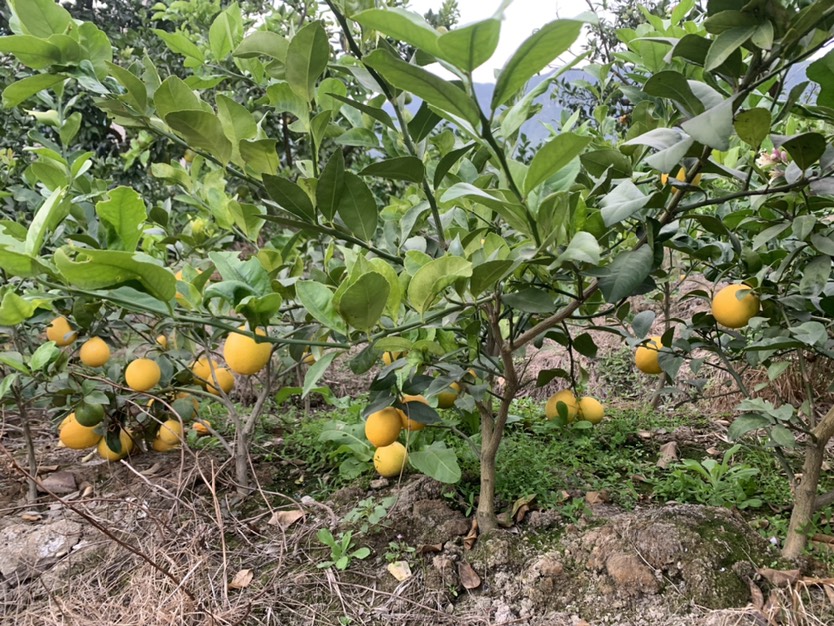 挂果香水柠檬树 果肉饱满多汁，酸度适中，口感清新爽口