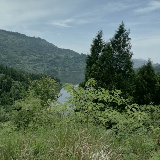 重庆市重庆市巴南区荒地出租