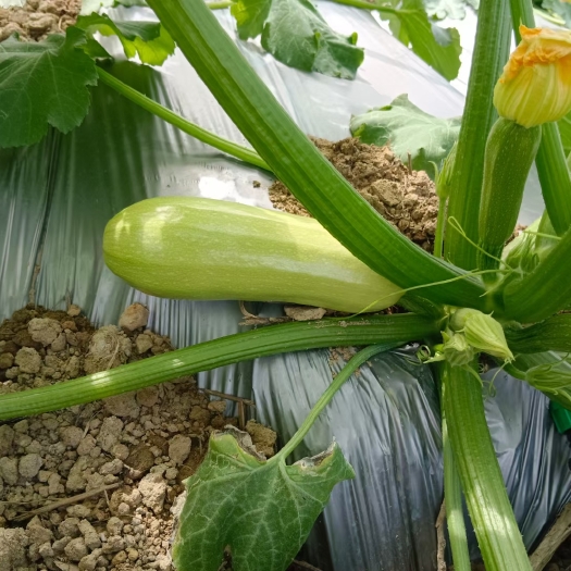 诏安县绿皮西葫芦