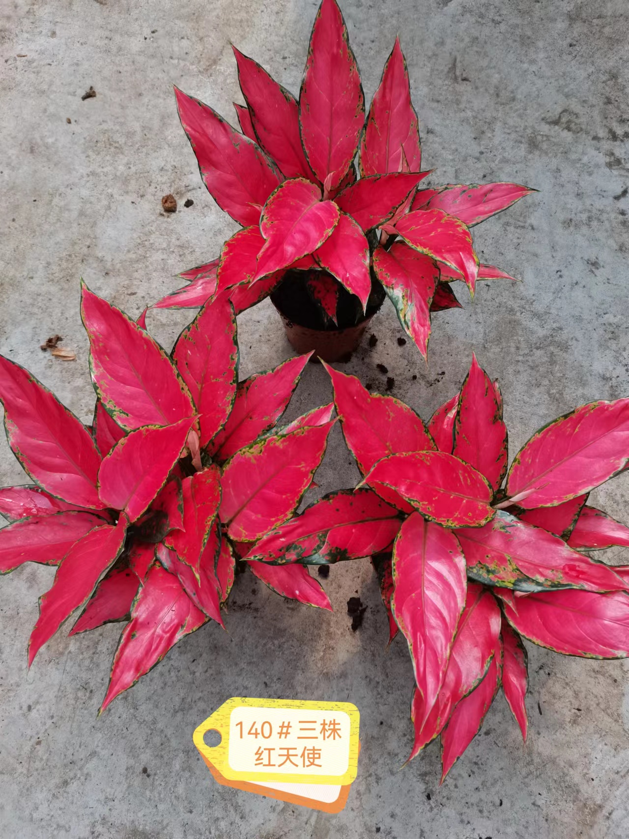 红如意如意吉利红基地直销红如意盆栽产品好全国一件代发物美价廉