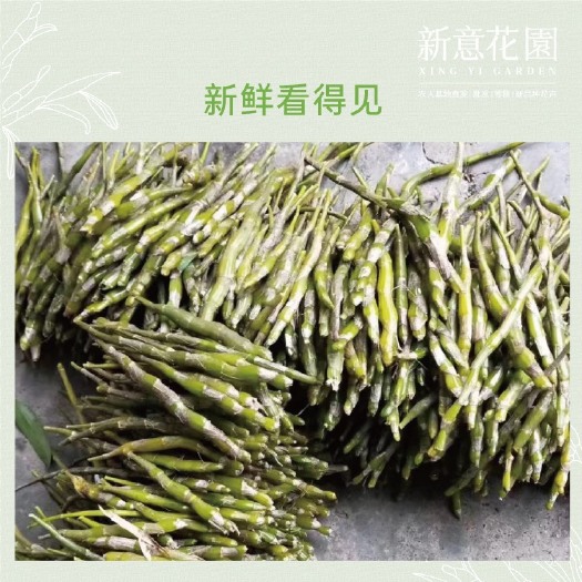 现采现发金钗石斛鲜条丹霞石环境生长基地直发