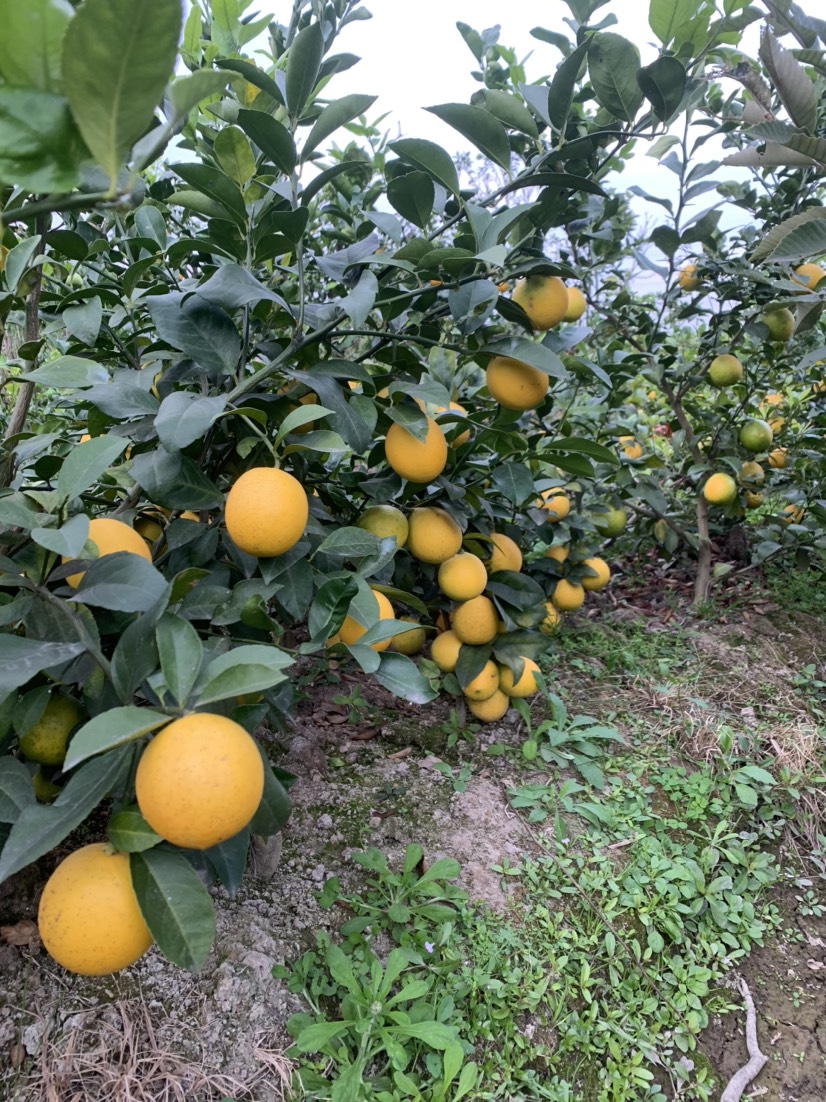 挂果香水柠檬树 果肉饱满多汁，酸度适中，口感清新爽口