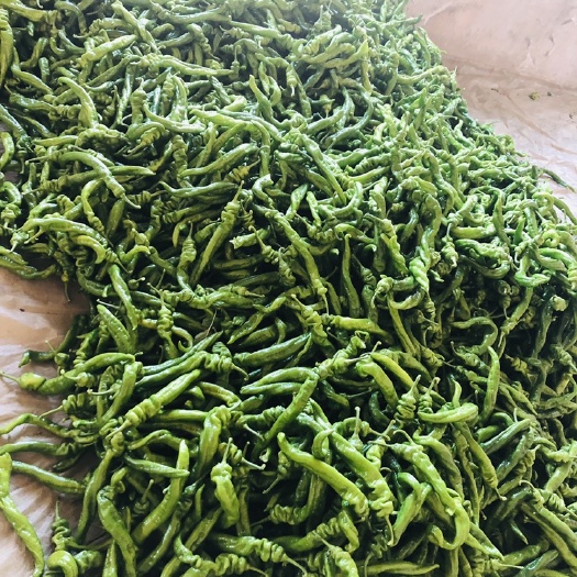 黑山县螺丝椒好货，一等品