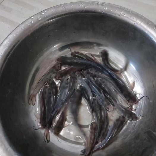 大邑县斑点叉尾鮰